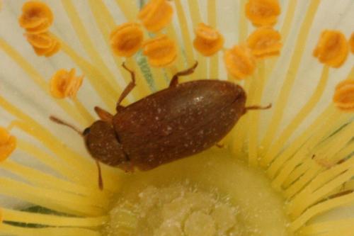 Byturus ochraceus