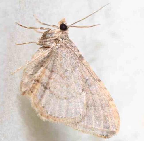 Réf. 245 247 : Nycterosea obstipata