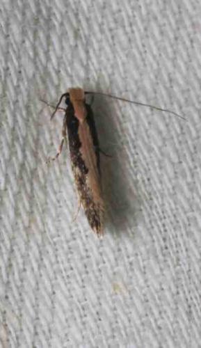 Réf. 245 292 : Monopis crocicapitella