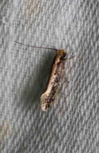 Monopis crocicapitella