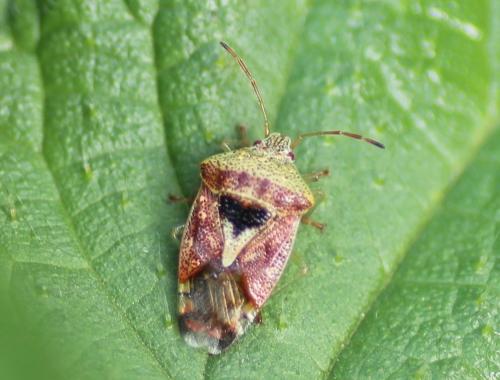 Réf. 245 078 : Elasmucha grisea