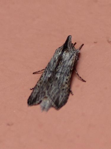 Réf. 245 147 : Cucullia sp.