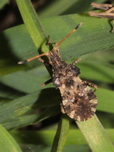 Réf. 245 012 : Centrocoris variegatus