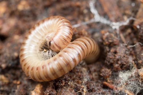 Cylindroiulus punctatus