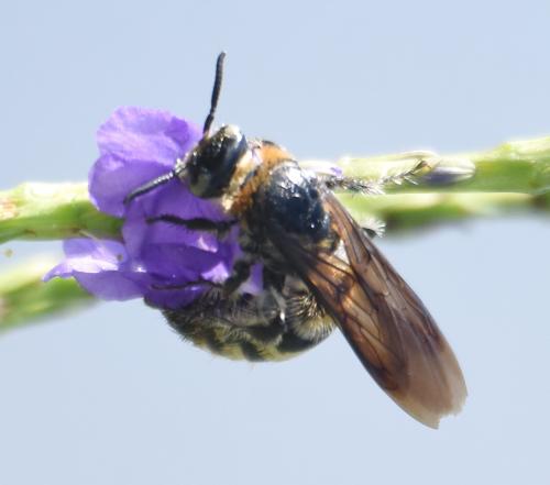 Dielis plumipes