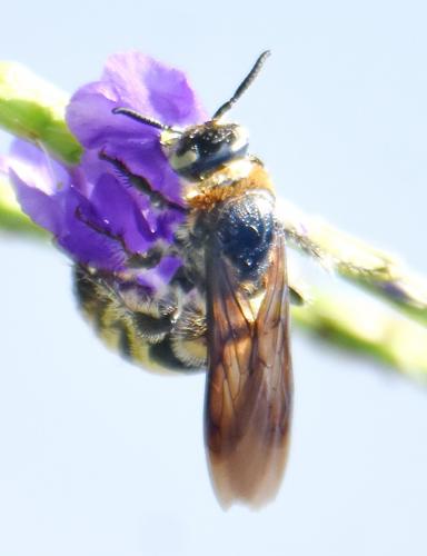 Réf. 245 337 : Dielis plumipes