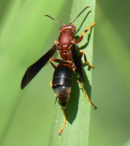 Polistes metricus