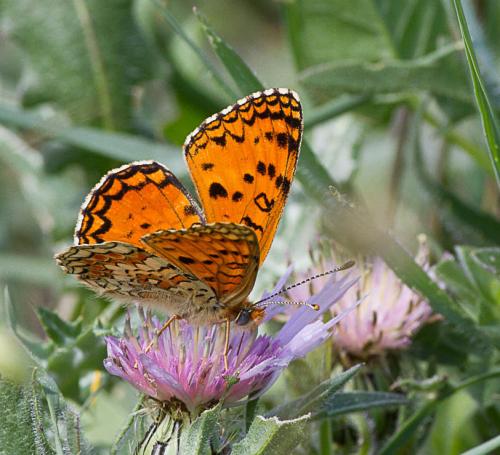 Melitaea aetherie