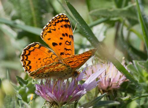 Melitaea aetherie