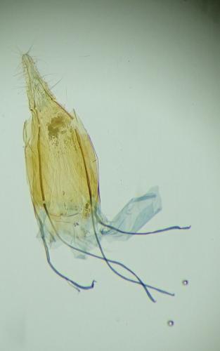 Ephestia kuehniella