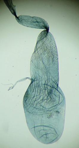 Réf. 245 503 : Ephestia kuehniella