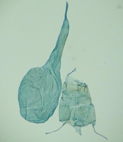 Cadra cautella