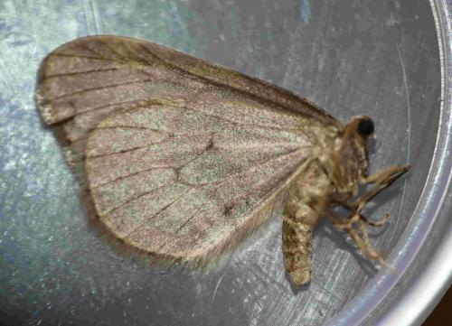 Réf. 245 431 : Operophtera brumata