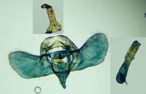 Operophtera brumata