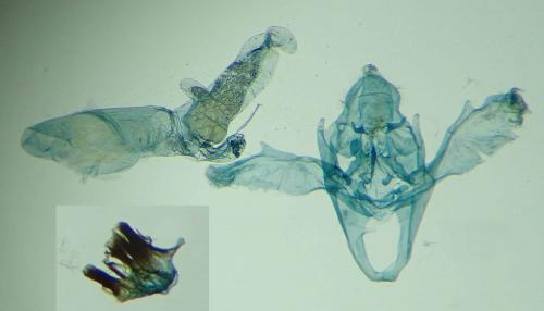 Cadra cautella