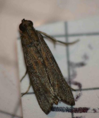 Cadra cautella