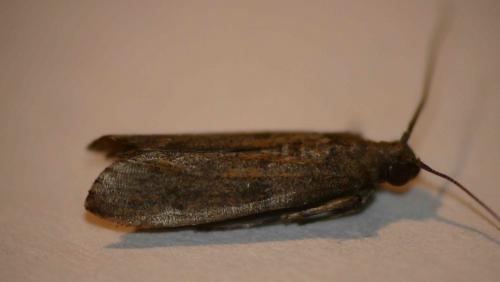 Cadra cautella