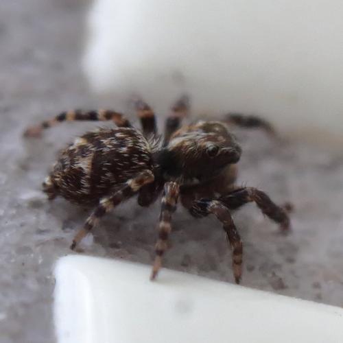 Pseudeuophrys erratica