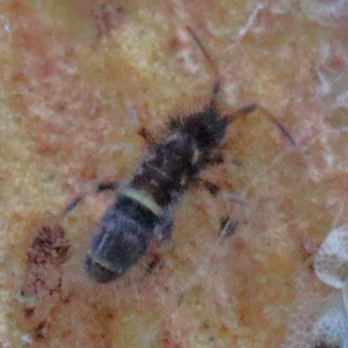 Orchesella cincta