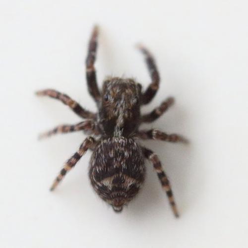Pseudeuophrys erratica