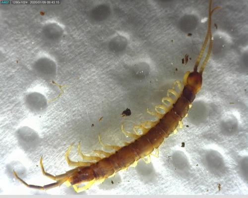 Réf. 245 860 : Lithobius melanops