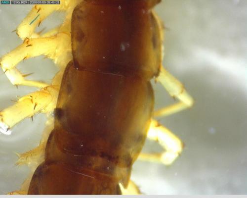 Réf. 245 861 : Lithobius melanops