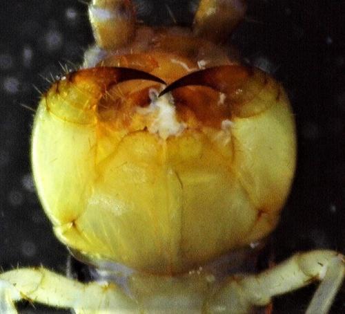 Réf. 245 863 : Lithobius melanops