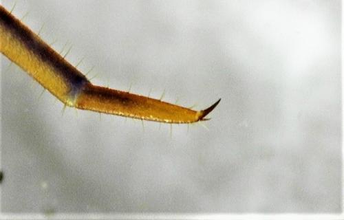 Réf. 245 865 : Lithobius melanops