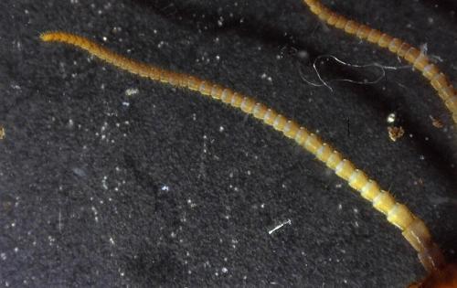 Réf. 245 866 : Lithobius melanops
