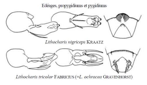 Réf. 245 068 : Lithocharis divers