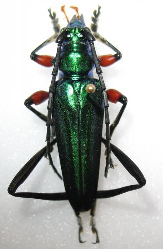 Réf. 245 636 : Mecosaspis severa