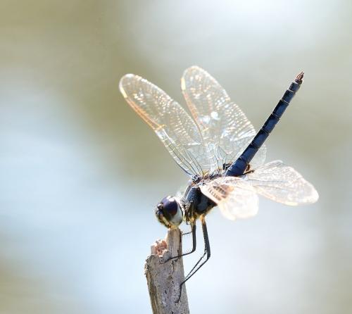 Urothemis edwardsii