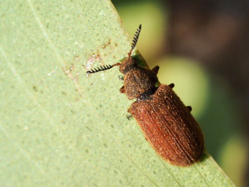 Melyris sp.