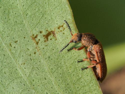 Melyris sp.