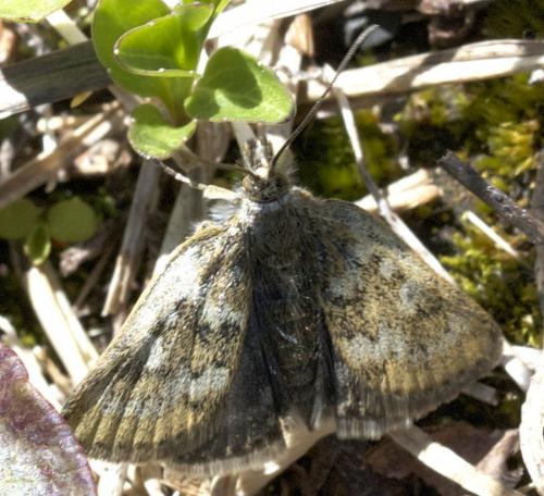 Réf. 245 516 : Metaxmeste phrygialis