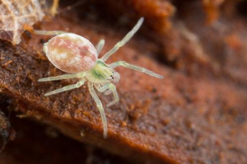 Nigma sp.