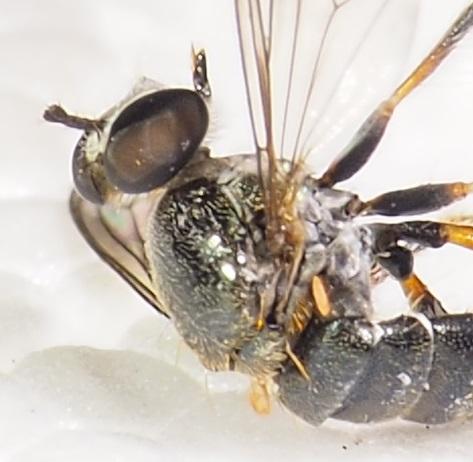 Réf. 245 982 : Atomosia sp.