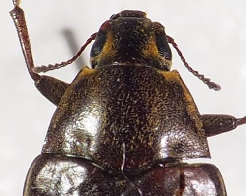 Réf. 245 058 : Epitragus sp.