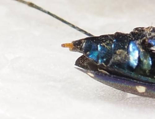 Odontocheila margineguttata