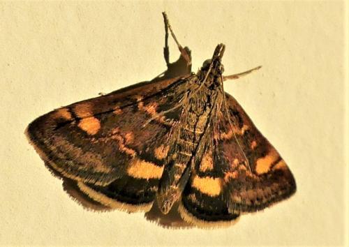 Réf. 245 701 : Pyrausta aurata