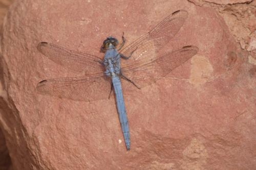 Orthetrum taeniolatum