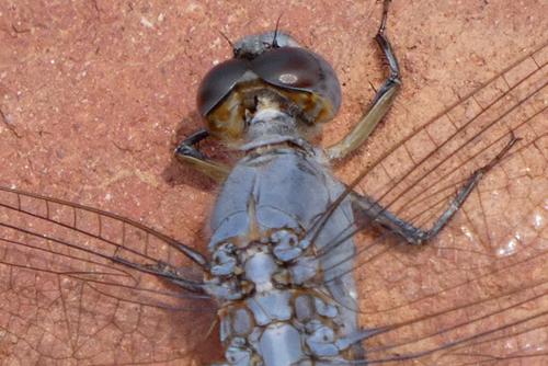Réf. 245 372 : Orthetrum taeniolatum