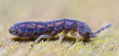 Réf. 245 690 : Vertagopus arboreus