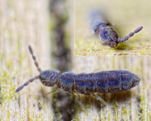 Réf. 245 691 : Vertagopus arboreus