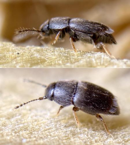 Acrotrichis sp.