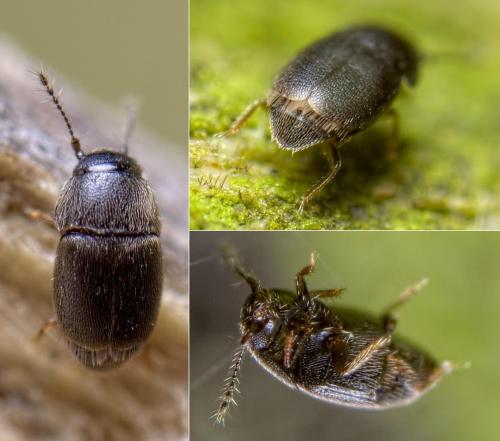 Acrotrichis sp.