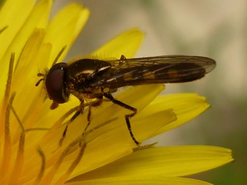 Réf. 245 845 : Platycheirus scutatus