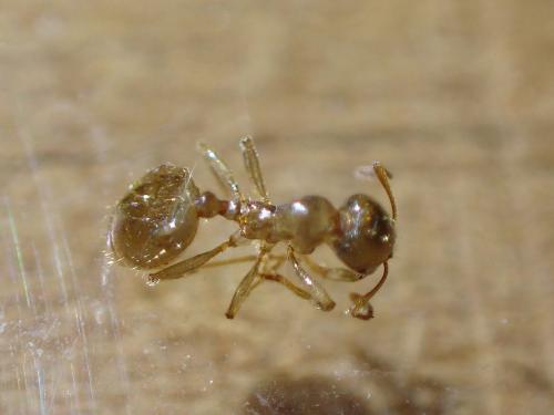 Aphaenogaster dulcineae