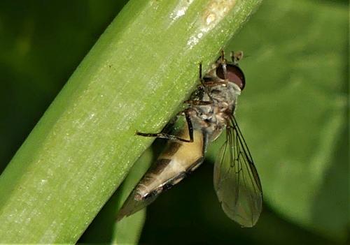 Réf. 245 914 : Meliscaeva auricollis