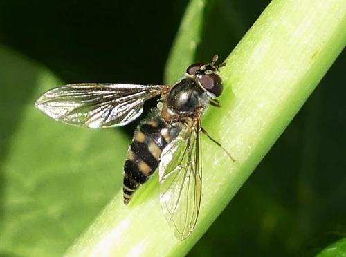 Réf. 245 915 : Meliscaeva auricollis